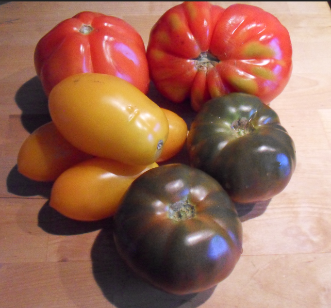 Tomaten-1
